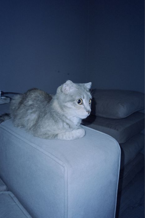 Шотландская вислоухая кошка