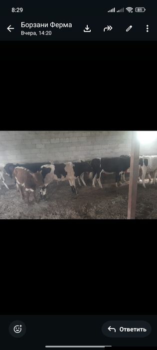 Продам Бычков 17 голов от 1 г до 1,5