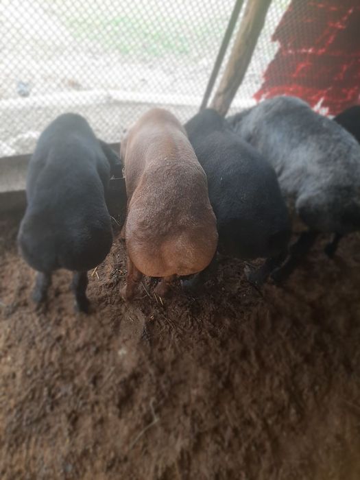 Казоки кучкор сотилади