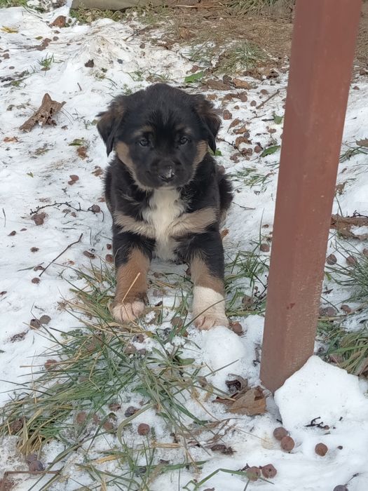 Dau la adoptie căței mici