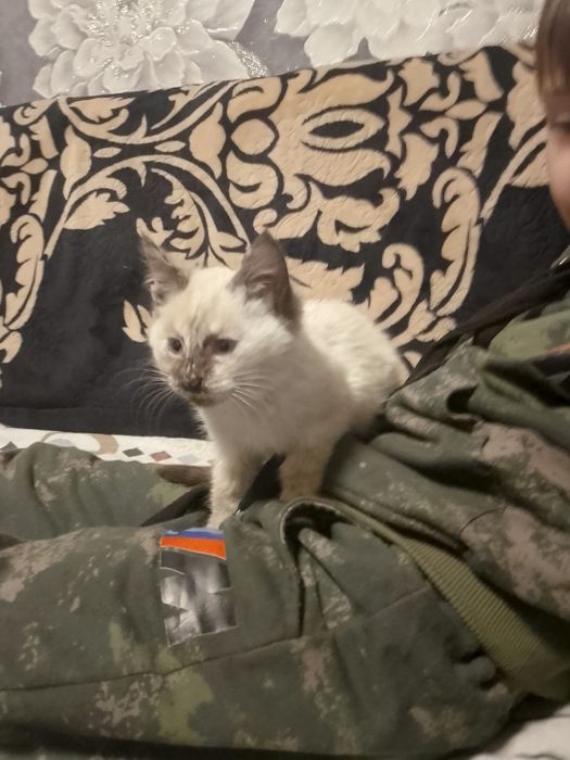 Сиамская кошка хороший подарок на новый год игривая ест всё подяд  .