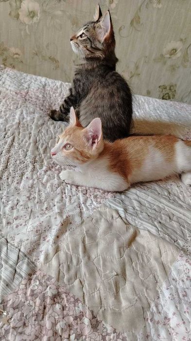 Отдам котят в добрые руки