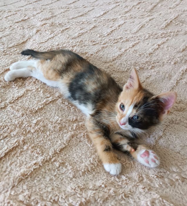 Отдам котенка бесплатно