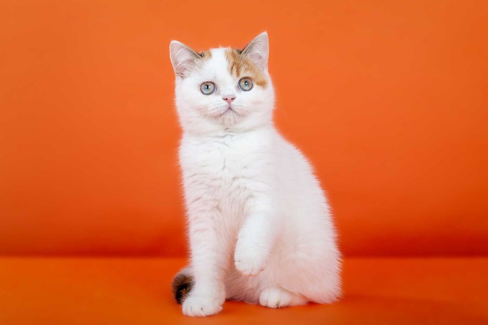 Шотландская кошечка