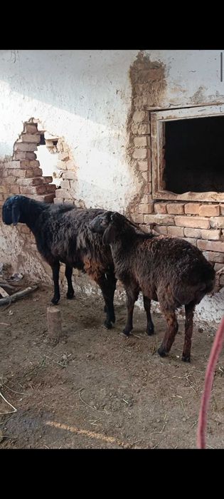 Совлу яқин бўғоз, қўзи овлуча билан илади