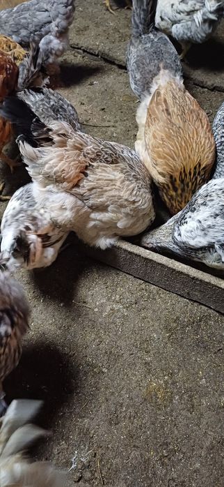 Продам курочек молоденьких , домашних