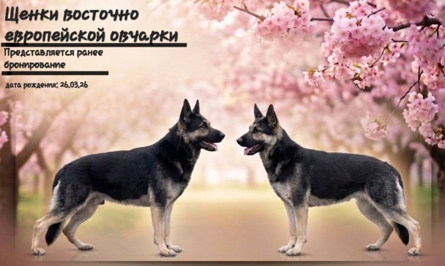 Щенки восточно европейской овчарки