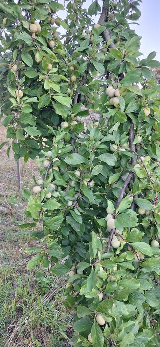 Prune galbene de vanzare