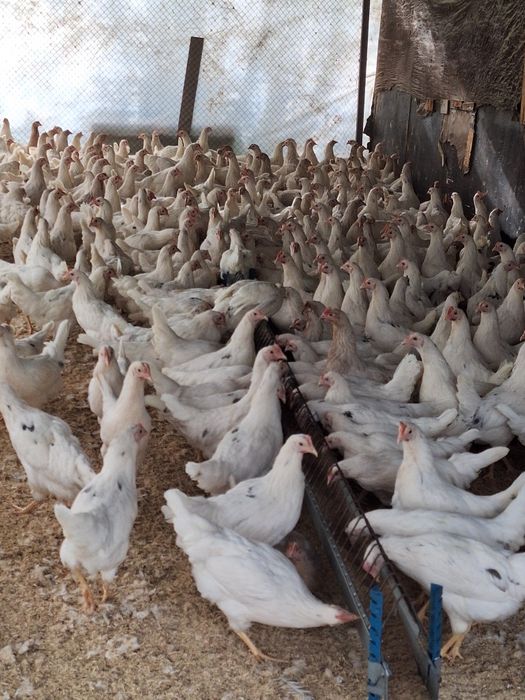 Продам курей несушки Коррал