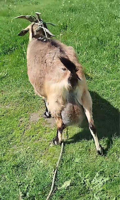 Козел молочной породы