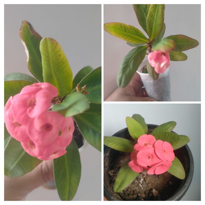 Молочай и женское счастье