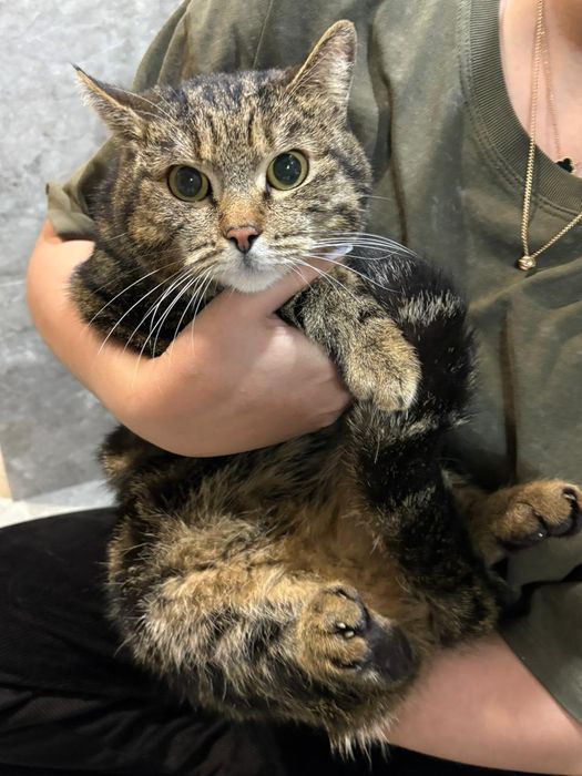 Отдам в добрые руки кошку