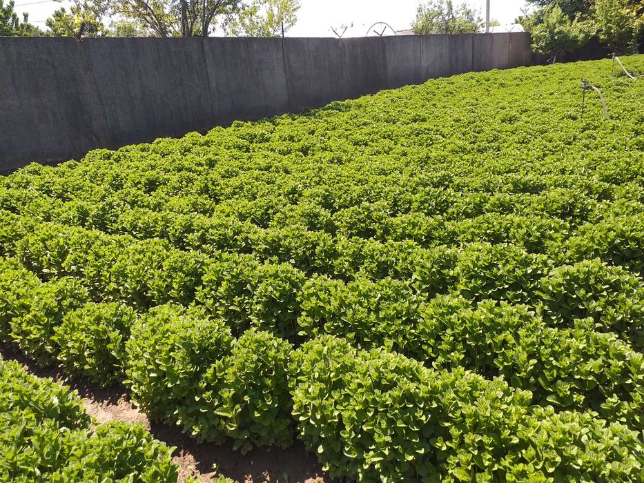 Menta olandeza fresh.