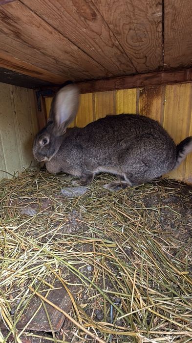 Pereche iepuri urias german