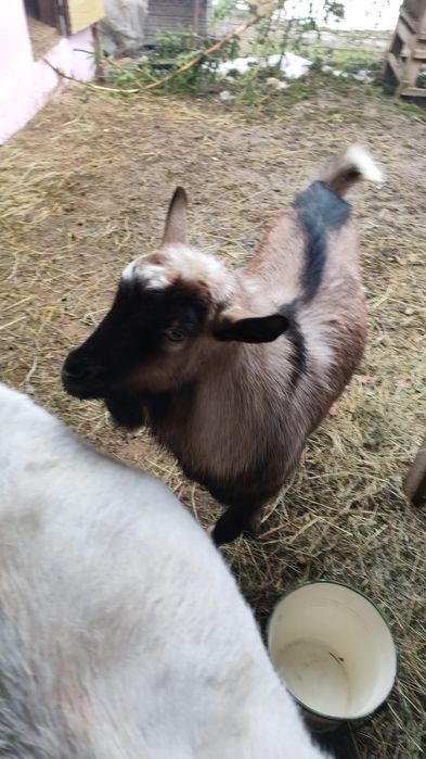 Vând sau schimb cu diverse