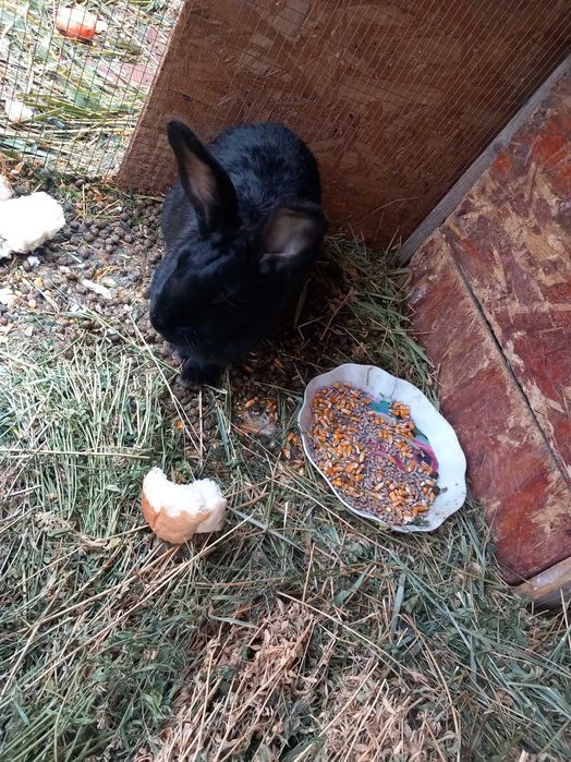 Iepuri albi și negri