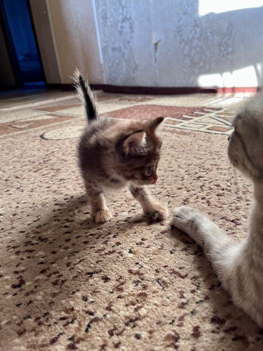 Отдам котят в добрые руки