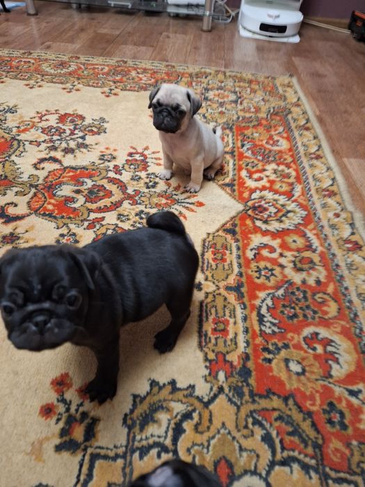 Мопсодетки ,мопсята