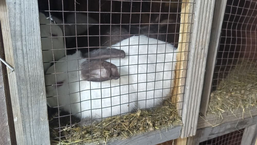 Продам кролов,кролих.