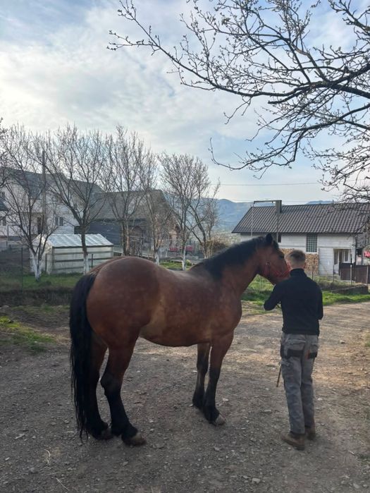 Un cal de văzare