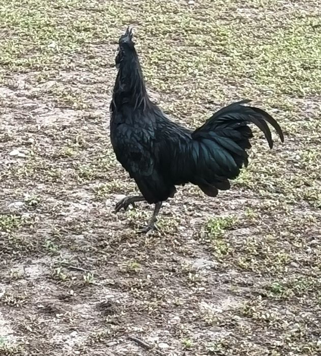 Păsări Ayam Cemani