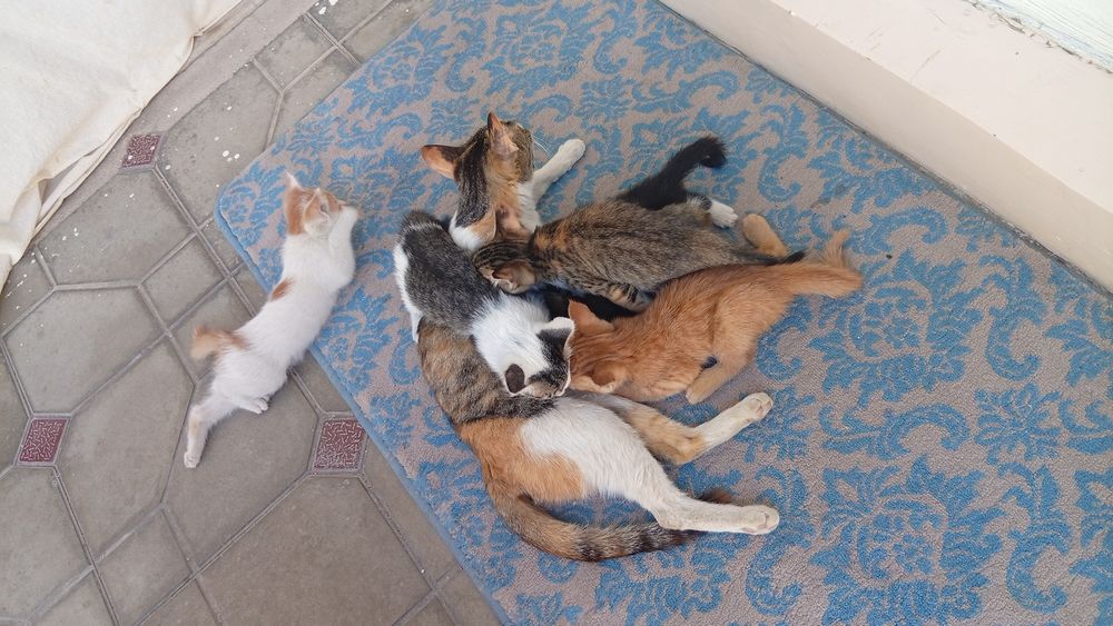 Mushukchalarni tarqataman bepul xonaki