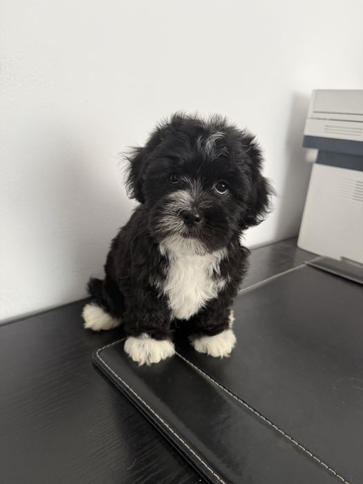 Bichon Havanez deosebit