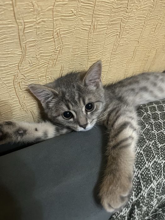 Продам котенка 3 месяца