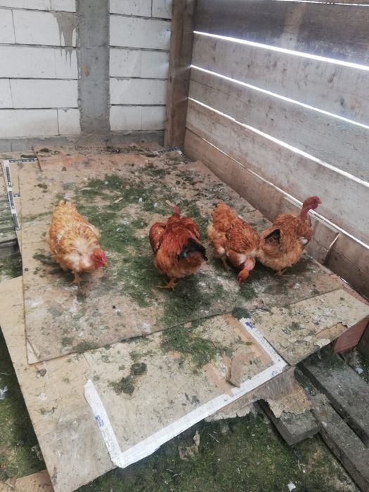 Vand oua gaini de rasa golas de transilvania Mari (nu pitici) pentru incubator incubat oua de casa de gaina