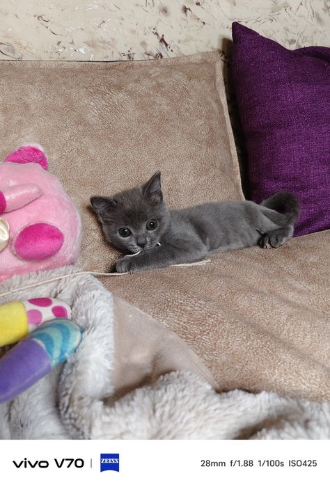 Котёнок в хорошую семью