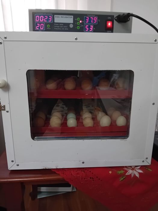 Vând incubator 72 de oua întoarcer automata