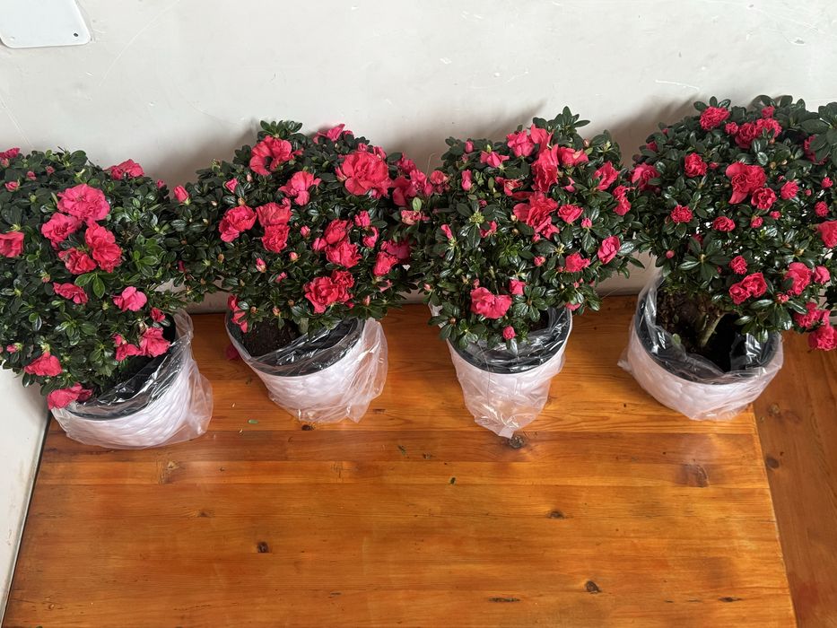 Азалия алматы только 30 штук