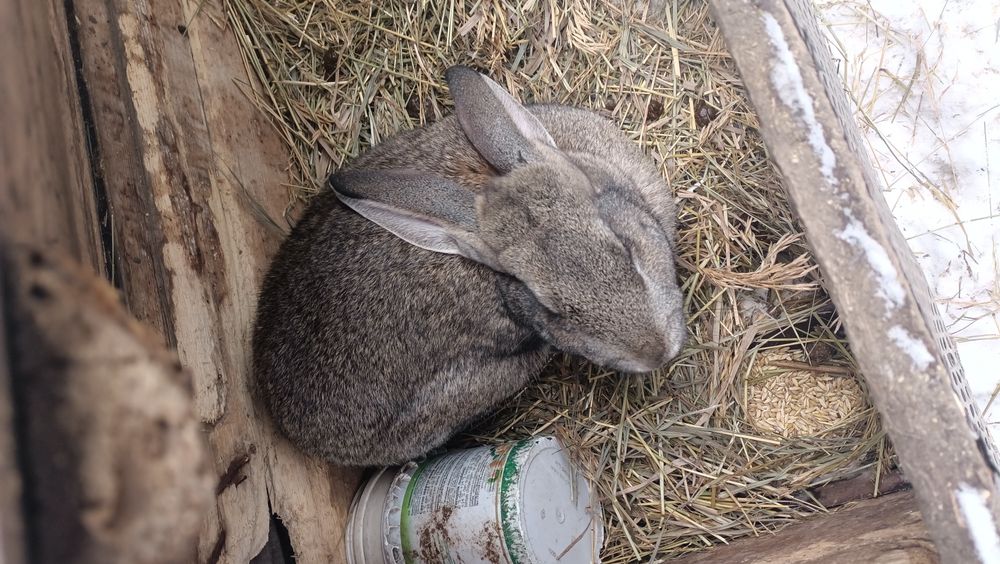 Продам кроликов парней