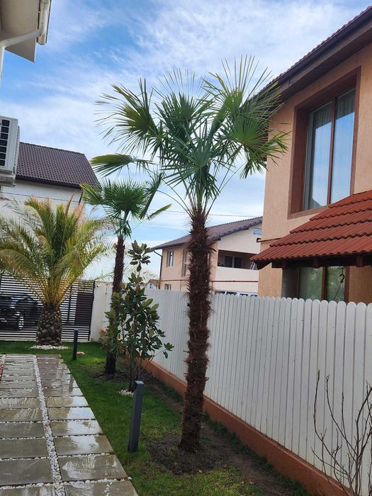 Palmieri rezistenti iarna aclimatizati livrare, plantare toata tara
