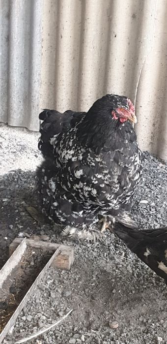 Продаётся кохинхин