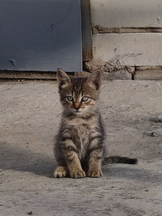 Отдам котят в надёжные руки