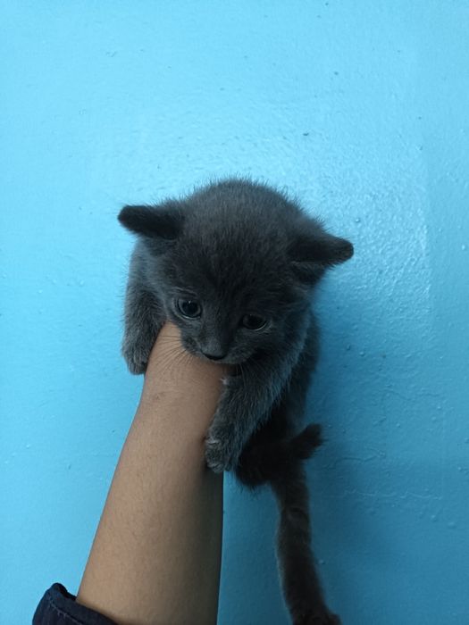 Отдам бесплатно котят