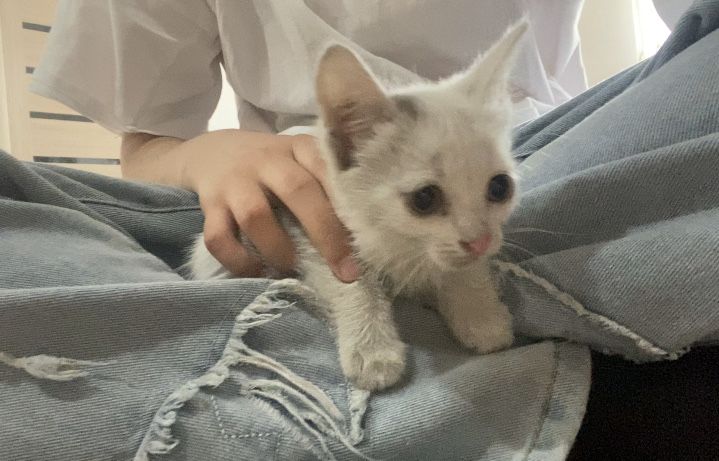 Отдам Котенка Бесплатно‼️