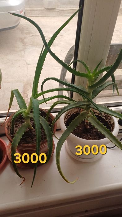 Продается лечебный алоэ