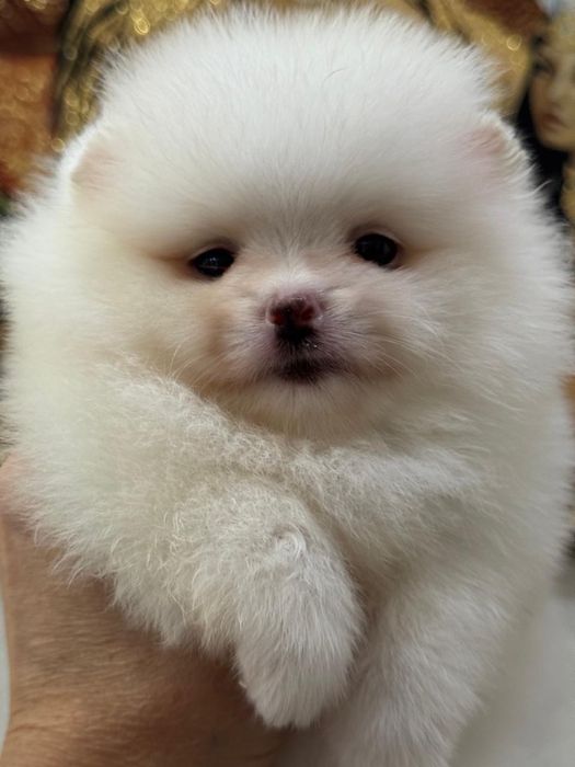 Супер щеночки шиица