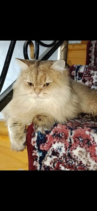 Золотой шиншилла киз бола 1 йошда тугмаган оналикка тайëр