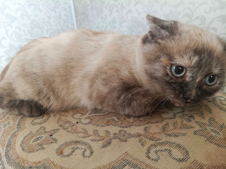 Кошечке нужен дом