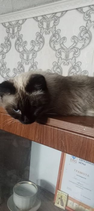 Отдам даром кота