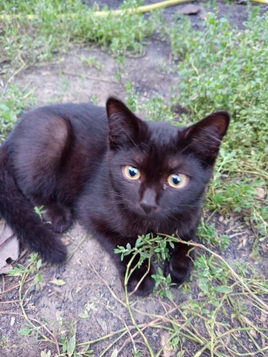 Котята красивые