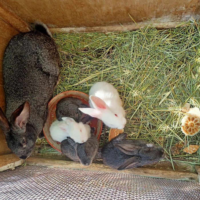 Куёнчалар сотилади