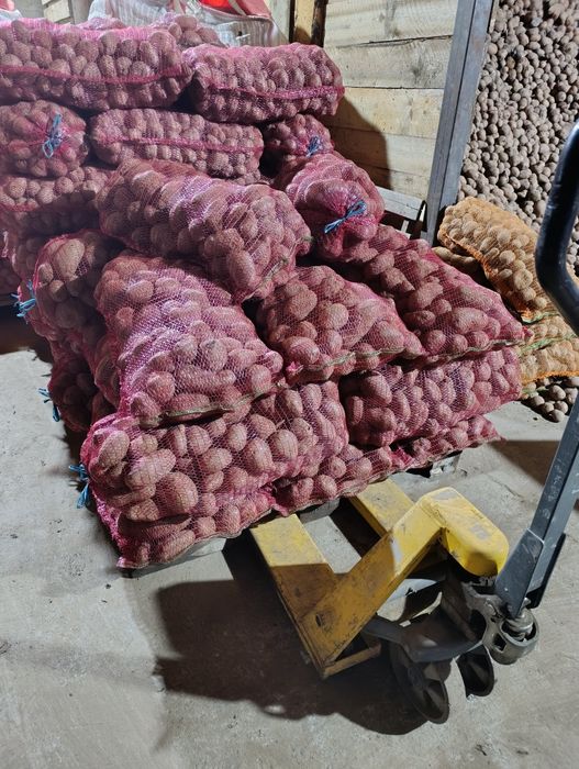 Cartofi samanta bellarosa