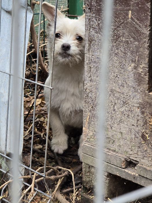 Donez cățelușa de talie mica