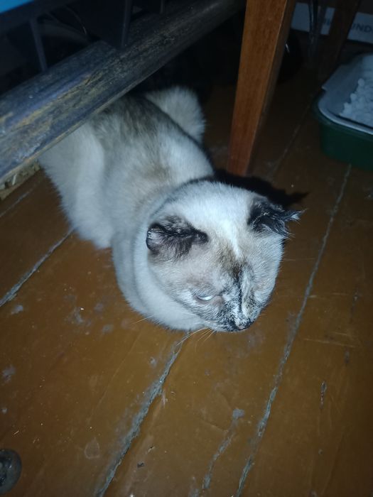 Отдам в хорошие руки