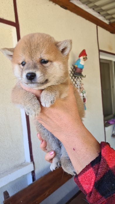 Pui shiba inu varsta 9 saptamani