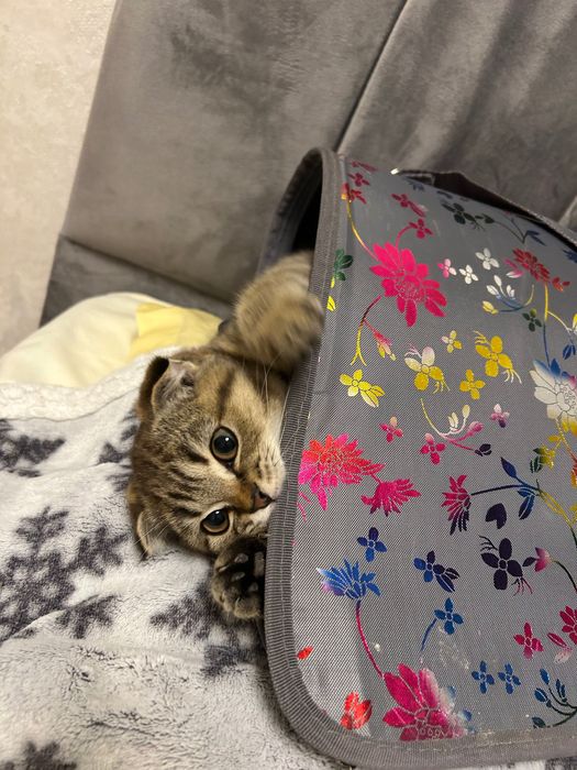 котенок шотландский